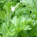 Những bài thuốc dân gian hữu hiệu từ cây ngải cứu