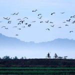 Tiếng Việt – Lưu Quang Vũ