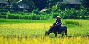 Nhạc dân ca quê hương
